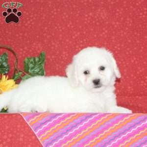Mango, Bichon Frise Puppy